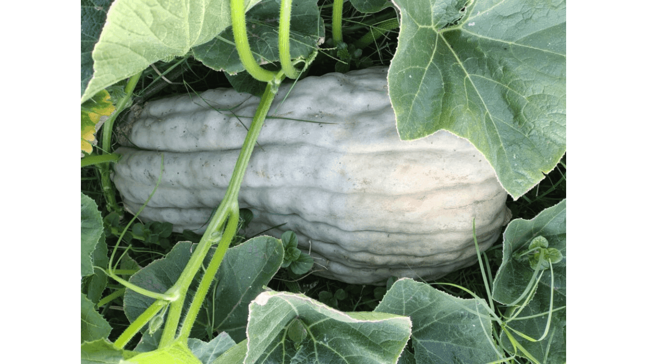 Sorpresa en el Centro de Día: cosecharon un zapallo de casi 15 kilos 